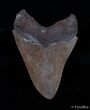 Coffee Colored Georgia Megalodon Tooth - Nice Serrations #3042-2
